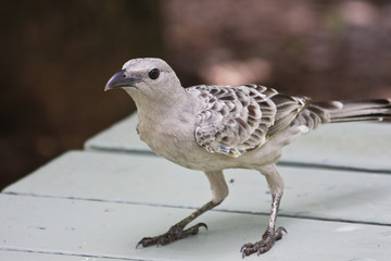 Great Bowerbird Bird in Kakadu National Park