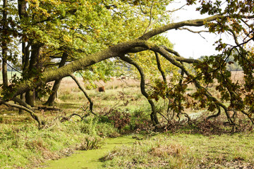 Spaziergang in BS-Riddagshausen