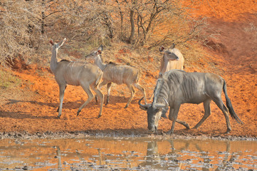 Blue Wildebeest and kudu
