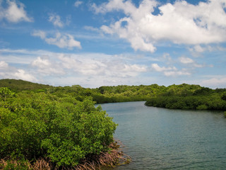 Fototapeta premium Mangrove Forest in Roatan