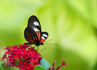 Doris Longwing butterfly (Heliconius Doris)