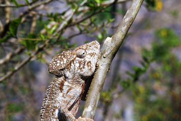 Oustalet's Chameleon (Furcifer Oustaleti) - Rare Madagascar Ende