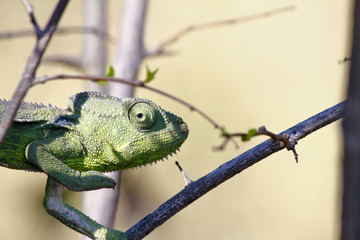 Carpet Chameleon (Furcifer lateralis) - Rare Madagascar Endemic