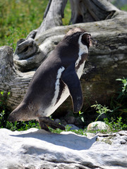 animals - penguins