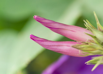 Ipom&eacute;e, fleur rose, violette