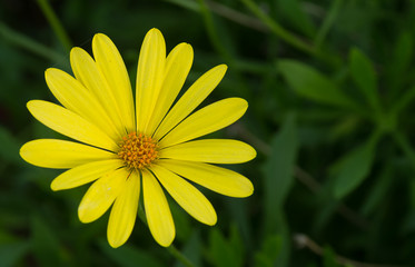 Gerbera, fleur jaune