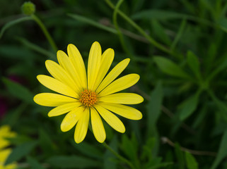 Gerbera, fleur jaune