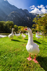 Flock of geese near the river in the mountains