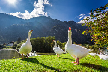 Geese by the river in the mountains