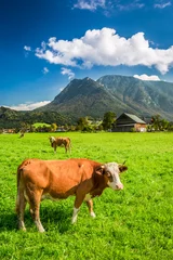 Fototapeten Geweidete Kühe auf der Weide in den Alpen © shaiith