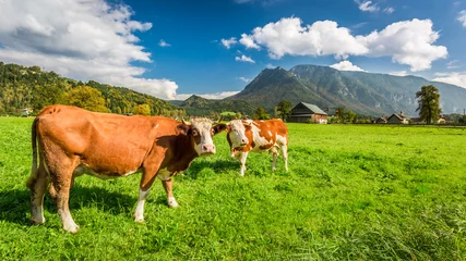 Behangcirkel Koeien op de wei in de Alpen © shaiith