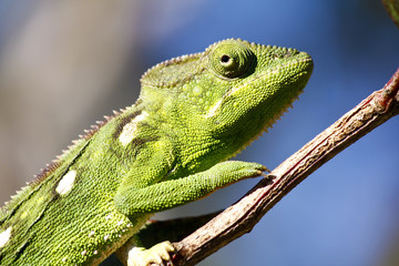 Carpet Chameleon (Furcifer lateralis) - Rare Madagascar Endemic