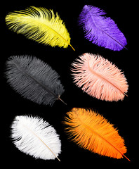 Collection of different color feathers.