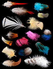 Collection of different color feathers.