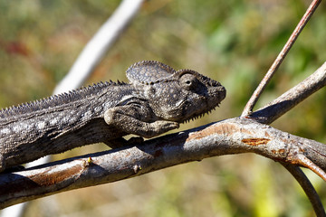 Oustalet's Chameleon (Furcifer Oustaleti) - Rare Madagascar Ende