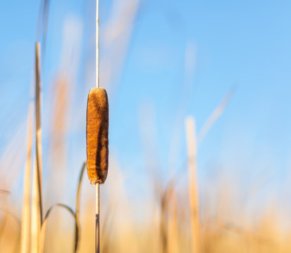 Catail and Reeds at Sunset