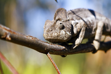 Oustalet's Chameleon (Furcifer Oustaleti) - Rare Madagascar Ende