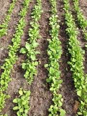 Radish plants.