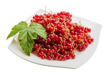 Red currant