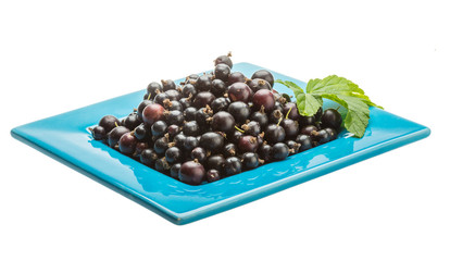 Black currant