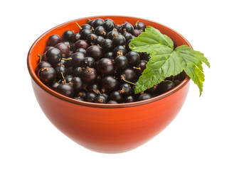 Black currant