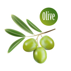Vector olive oil. Decorative olive branch. For label, pack.
