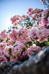 Pink patio rose Blue sky