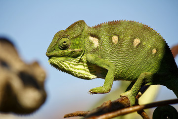 Obraz premium Carpet Chameleon (Furcifer lateralis) - Rare Madagascar Endemic