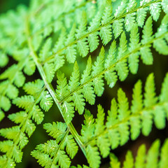 closeup look of fern in forest