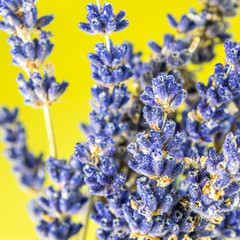 closeup look of lavander on green background