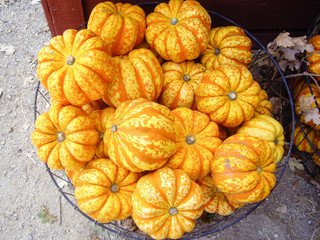 Orange Gourds at market