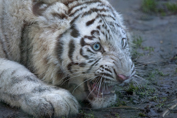 Jonge witte tijger gromt.