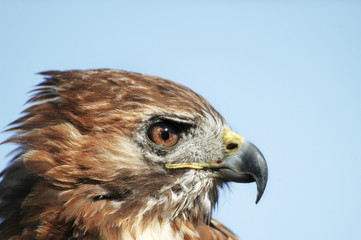 Portret van een buizerd.