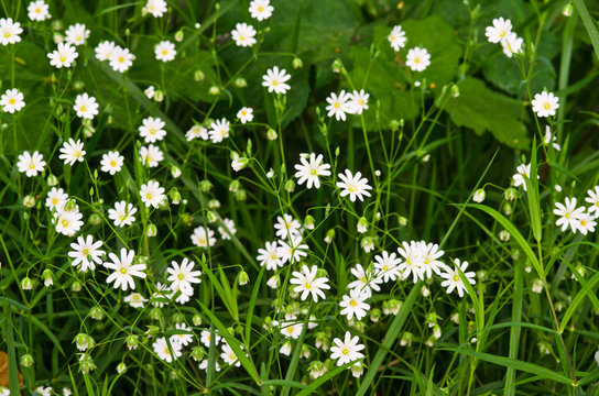 Cerastium flowers (mouse-ear chickweed)
