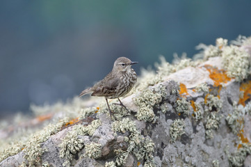 Pipit, oiseau de bord de mer sur un rocher en Bretagne