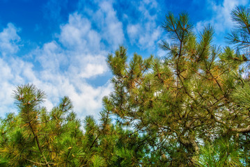 Obraz na płótnie Canvas Green branches of a pine against the blue sky