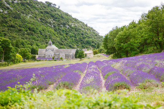 Abbey of Senanque and blooming rows lavender flowers © Irina Schmidt
