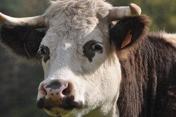 vache