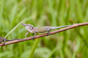 Cyrano Chameleon - Rare Madagascar Endemic Reptile