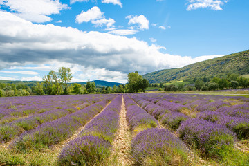 Naklejka na ściany i meble Lavender fields near Valensole in Provence, France.