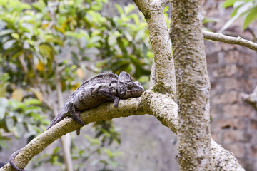 Oustalet's Chameleon (Furcifer Oustaleti) - Rare Madagascar Ende