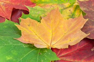 Background made of colorful maple leaves
