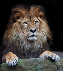 arrogant lion