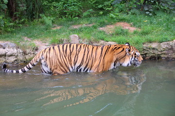 Fototapeta na wymiar Panthera tigris altaica