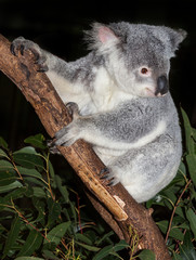 cute koala
