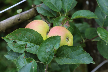 Pommes