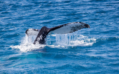 Fototapeta premium beautiful whale