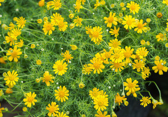 yellow Dahlberg daisy flower
