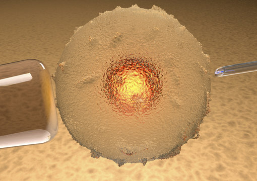 Ovulo, fecondazione assistita, artificiale