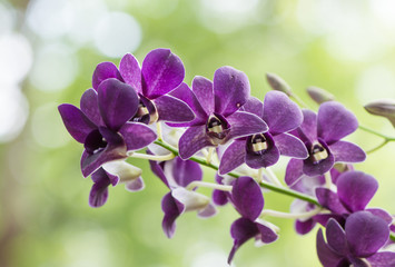 purple hybrid Dendrobium orchid flower